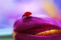 Image result for iPhone 11 Pro Max Wallpaper Insects
