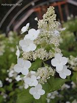 Image result for Hydrangea paniculata Burgundy Lace