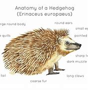Image result for Hedgehog Body Parts