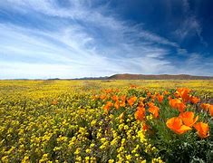 Image result for Arizona Wildflowers