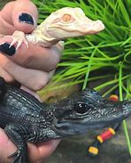 Image result for Cute Alligator Babies