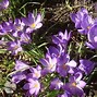 Image result for Crocus tommasinianus Ruby Giant