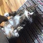 Image result for Dwarfism Cat