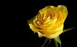 Image result for Yellow Rose Phone Wallpaper