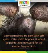 Image result for Baby Porcupine Quills