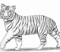 Image result for Drawn Tiger