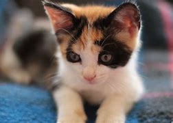 Image result for Cute Calico Cat