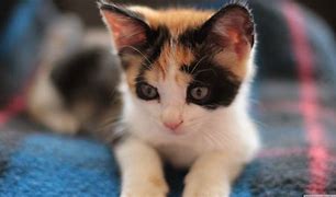 Image result for Cute Calico Cat Wallpaper