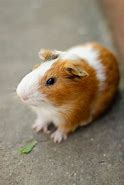 Image result for How Much Does Hamsters Cost