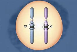 Image result for Chromosome Animation