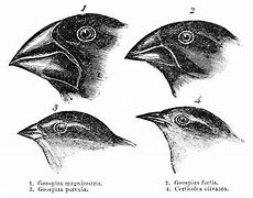 Image result for Evolution Sketch
