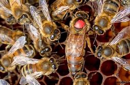 Image result for Marked Queen Bee