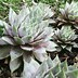 Image result for Sempervivum Lilac Time