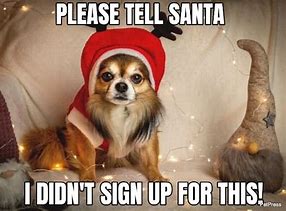 Image result for Funny Pet Christmas Memes