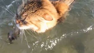 Image result for Greek Cats That Swim