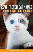 Image result for Cute and Funny Cat Names