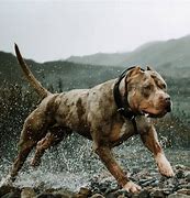 Image result for Strong Pit Bull