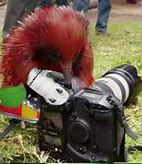 Image result for Real Life Knuckles Echidna