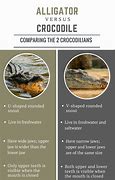 Image result for Alligator or Crocodile Difference