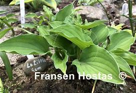 Hosta Lakeside Little Gem に対する画像結果