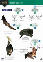 Image result for Bat Species Identification