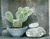 Image result for Inside a Cactus