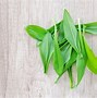 Image result for Plants Herbs Wallpaper