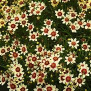 Image result for Coreopsis (x) Snowberry ®