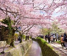 Image result for Cherry Blossom Kyoto Japan