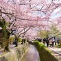 Image result for Kyoto Japan Cherry Blossom Festival