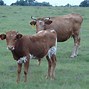 Image result for Florida Cracker Cow