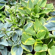 Image result for Hosta Twisted Spearmint