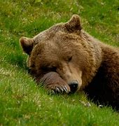 Image result for Happy Sleepy Bear