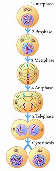 Image result for The Phases of Mitosis in Order
