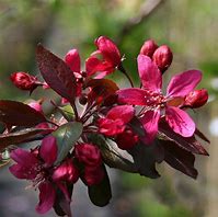 Image result for Crab Apple Trees