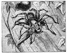 Image result for Goliath Spider Eating a Bird