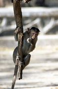 Image result for Hang From Branches