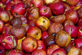 Image result for A Box of Bad Apple's