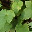 Image result for Anemone hybrida Honorine Jobert