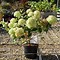 Image result for Hydrangea paniculata Little Lime (r)