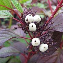 Cornus alba Siberian Pearls ପାଇଁ ପ୍ରତିଛବି ଫଳାଫଳ