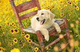 Image result for Animal Backgrounds for iPhone