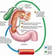 Image result for Function of Gallbladder