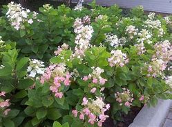 Image result for Hydrangea paniculata Darts Little Dot