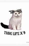 Image result for thugs life cats