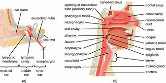 Image result for Pelham Bit Labeled