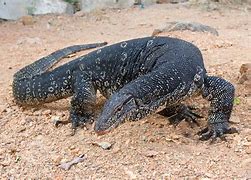 Image result for Comodo Dragon Beta