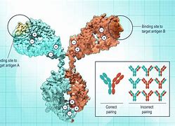 Image result for Bispecific Antibody