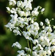 Image result for Thalictrum delavayi Splendide White (r)