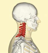 Image result for Cervical Spine Illustration